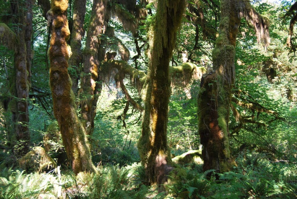 Washington State Forest