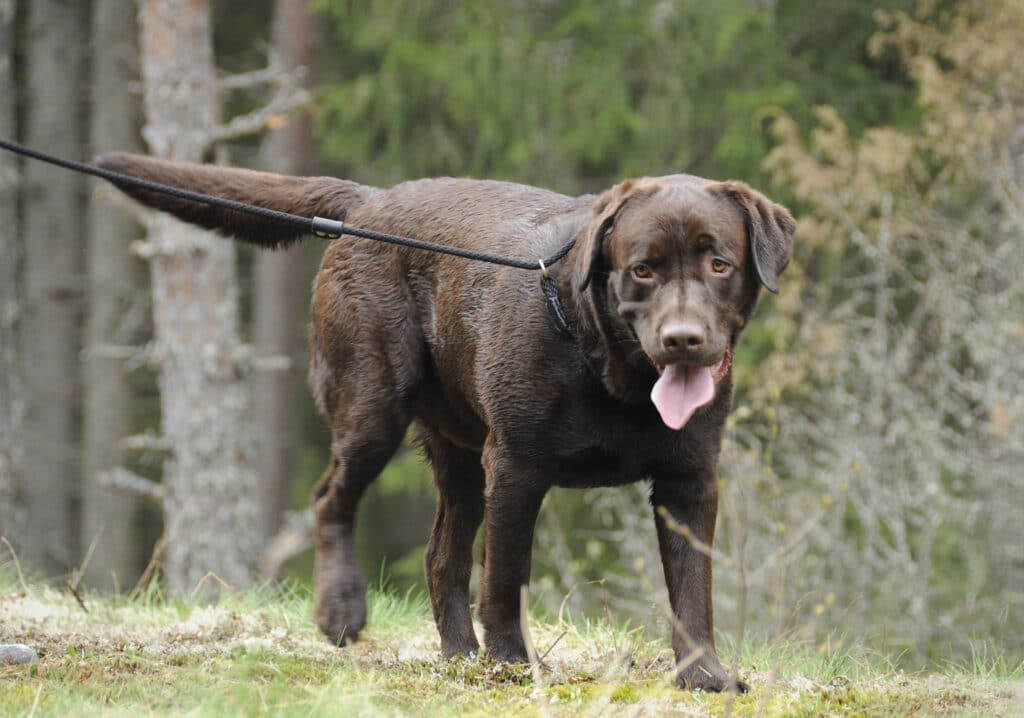 Chocolate lab walking on leash after finding Michael Burham