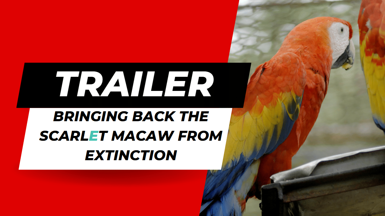 Scarlet Macaw Extinction