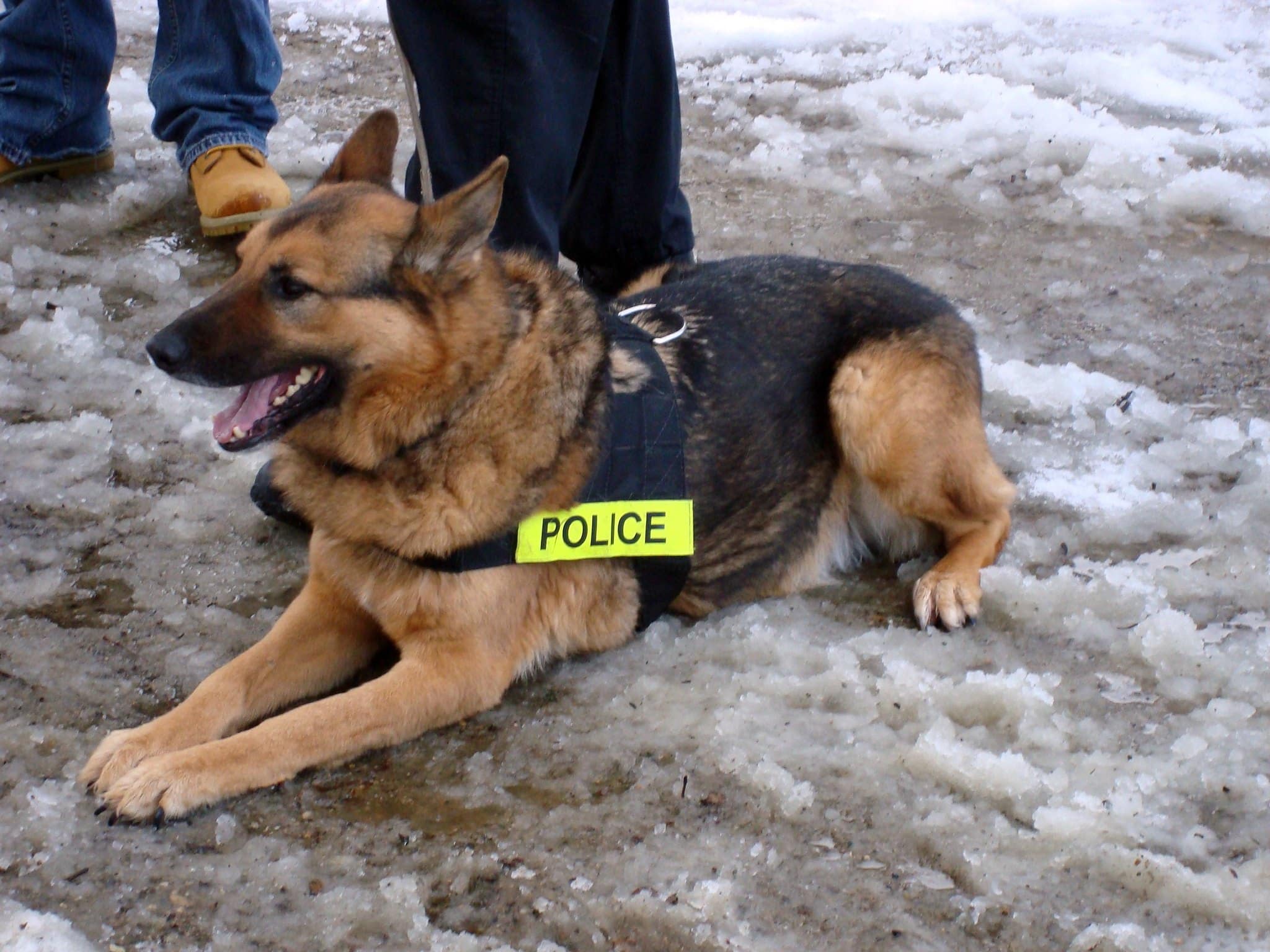 Police dog laying on ground