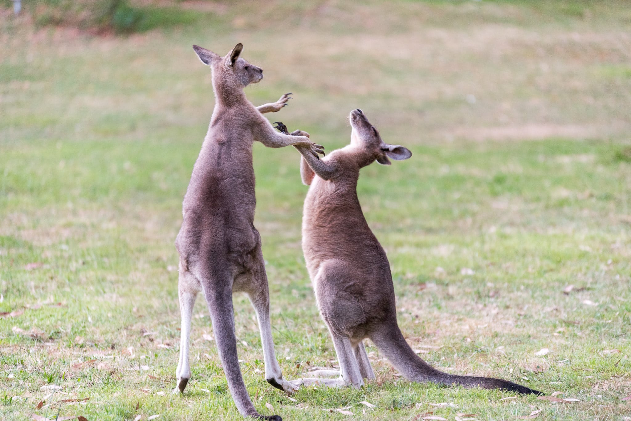 Man punches kangaroo to save dog