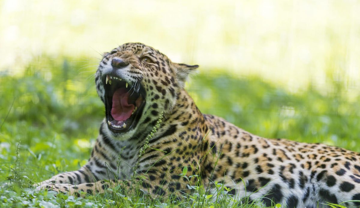 Jaguar yawning before potential attack
