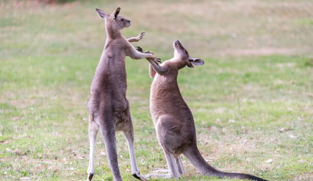 Man punches kangaroo to save dog