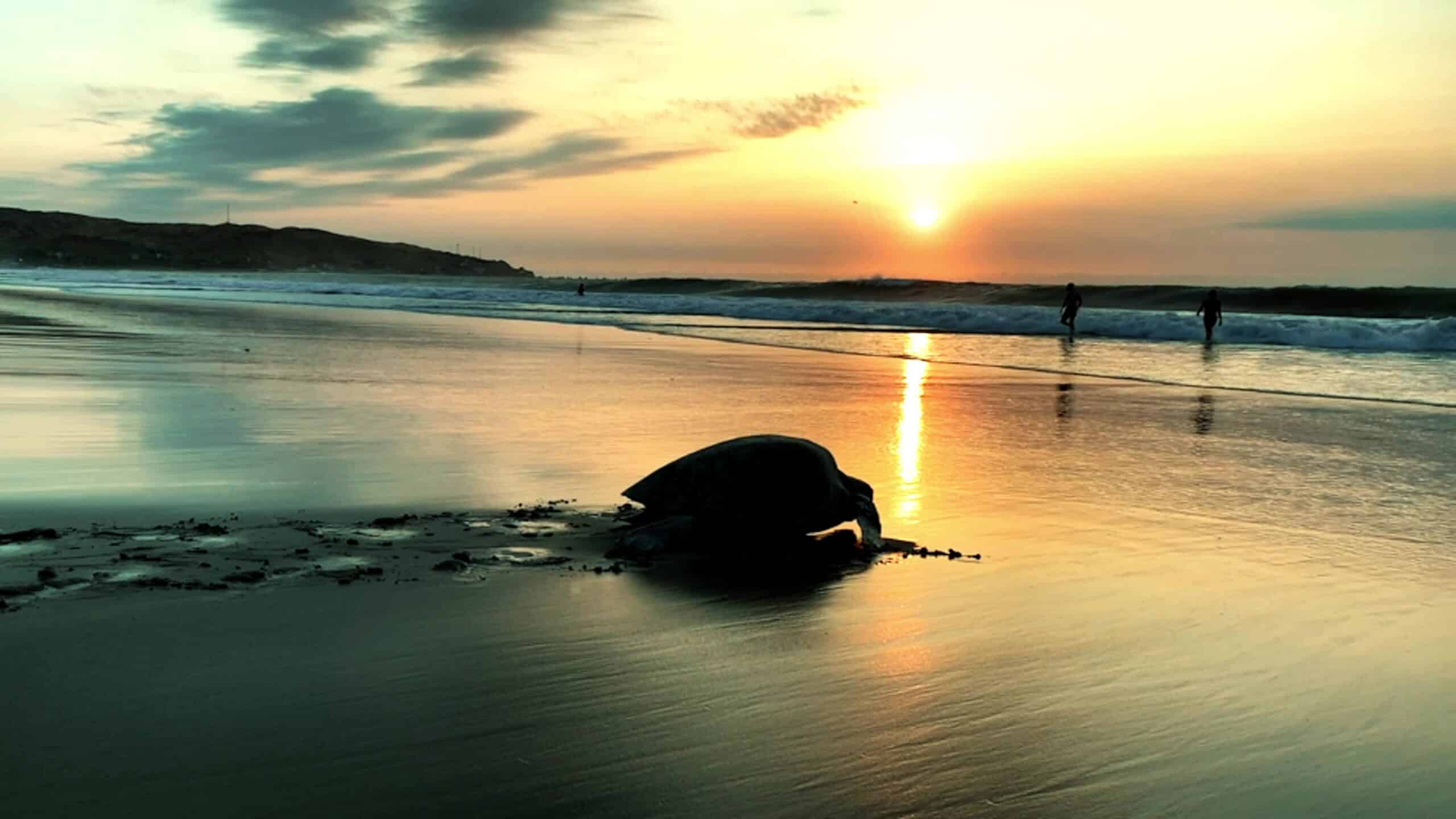 Sea turtle on a Máncora beach at sunset in northern Peru