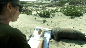 Carmen González recording information beside a stranded sea turtle on a beach in Máncora, Peru
