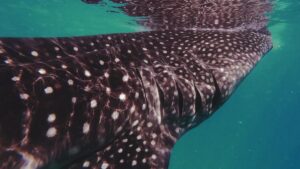 Whale shark swimming just below the surface in northern Peru