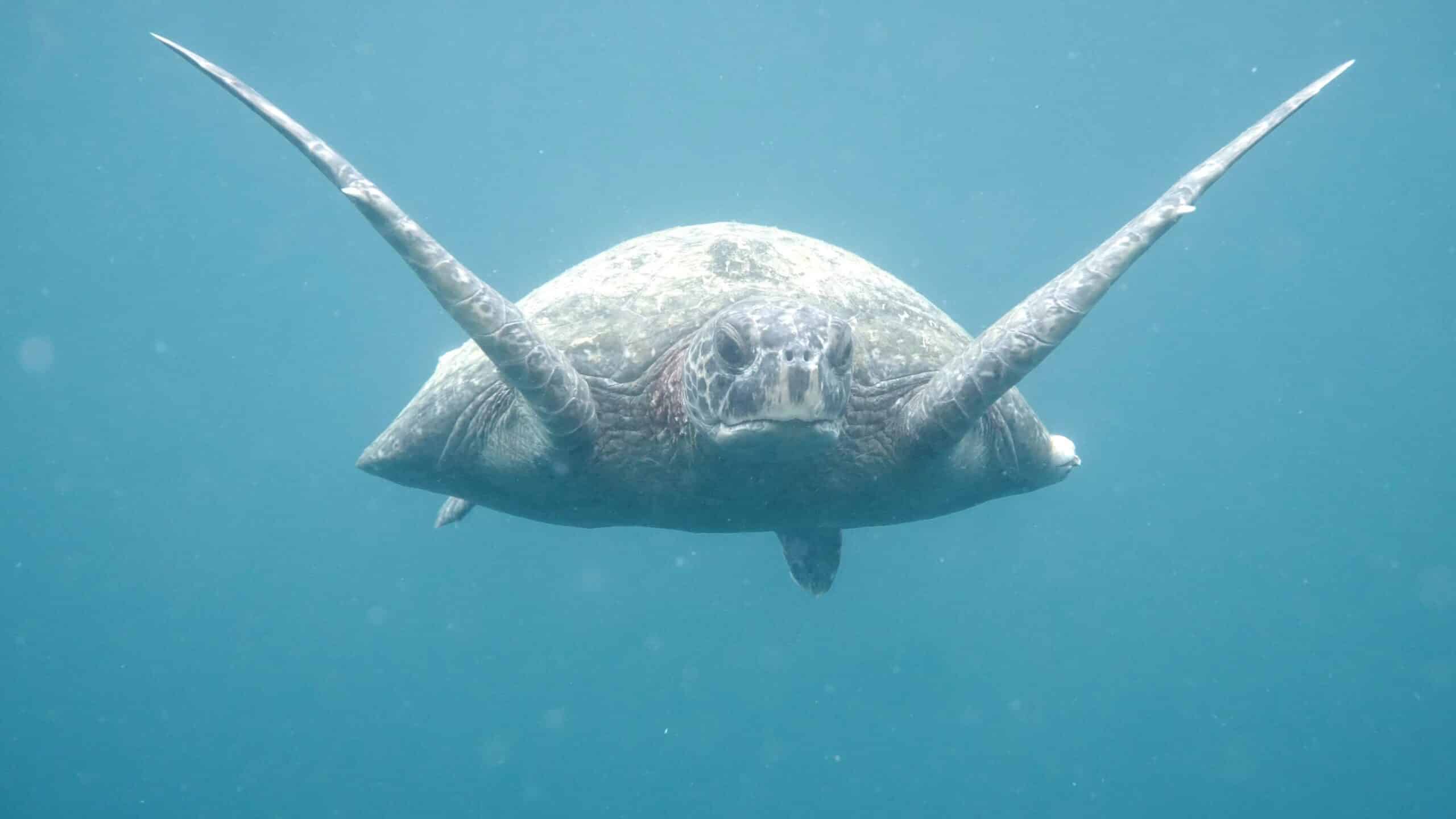 A green sea turtle swimming in the Pacific Ocean near Ecuador