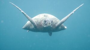 A green sea turtle swimming toward the camera in clear blue water
